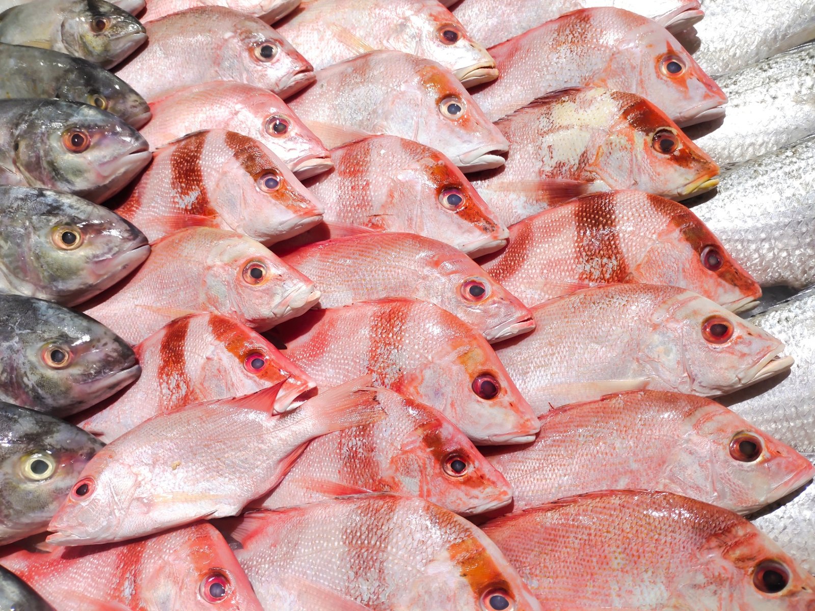 Red Emperor