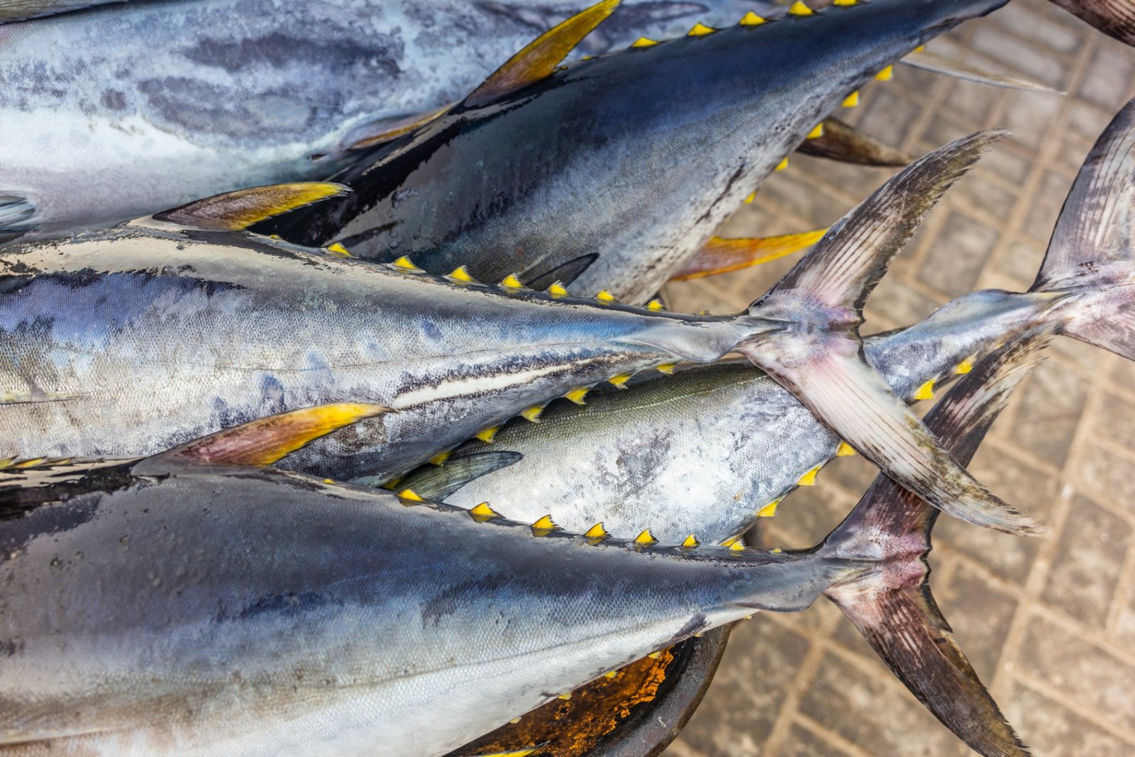 Tuna